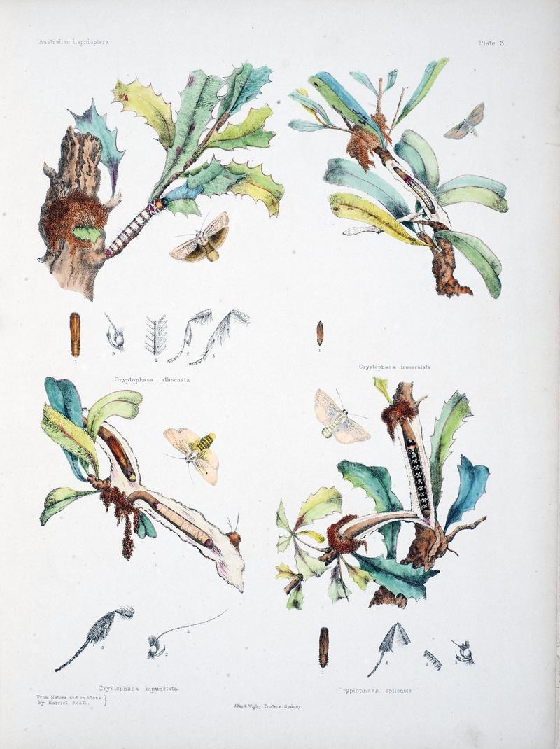 Australian lepidoptera and their transformations, drawn from the life (Pl. 3) (8510718178)