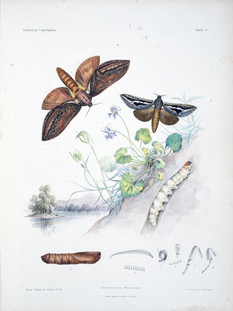 Australian lepidoptera and their transformations, drawn from the life (Pl. 4) (8510718694)