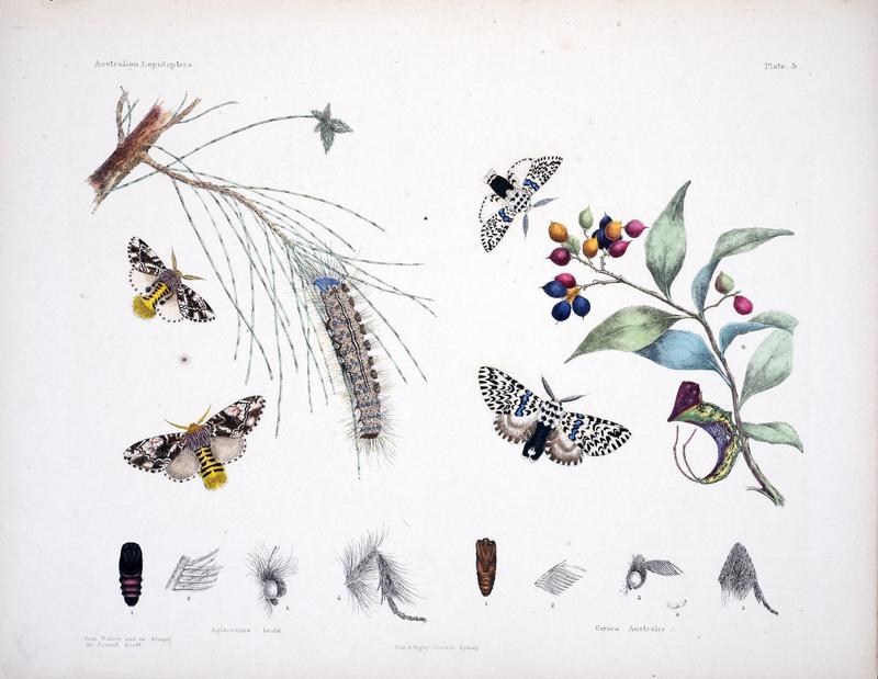 Australian lepidoptera and their transformations, drawn from the life (Pl. 5) (8510719158)