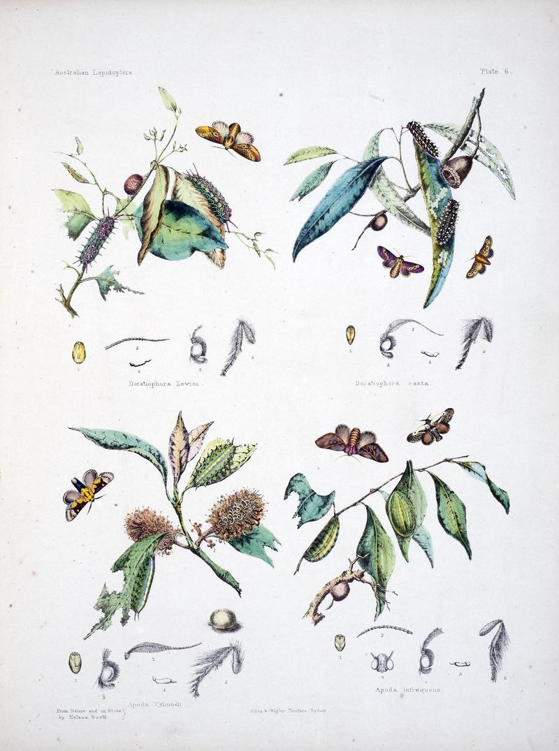 Australian lepidoptera and their transformations, drawn from the life (Pl. 6) (8509611363)