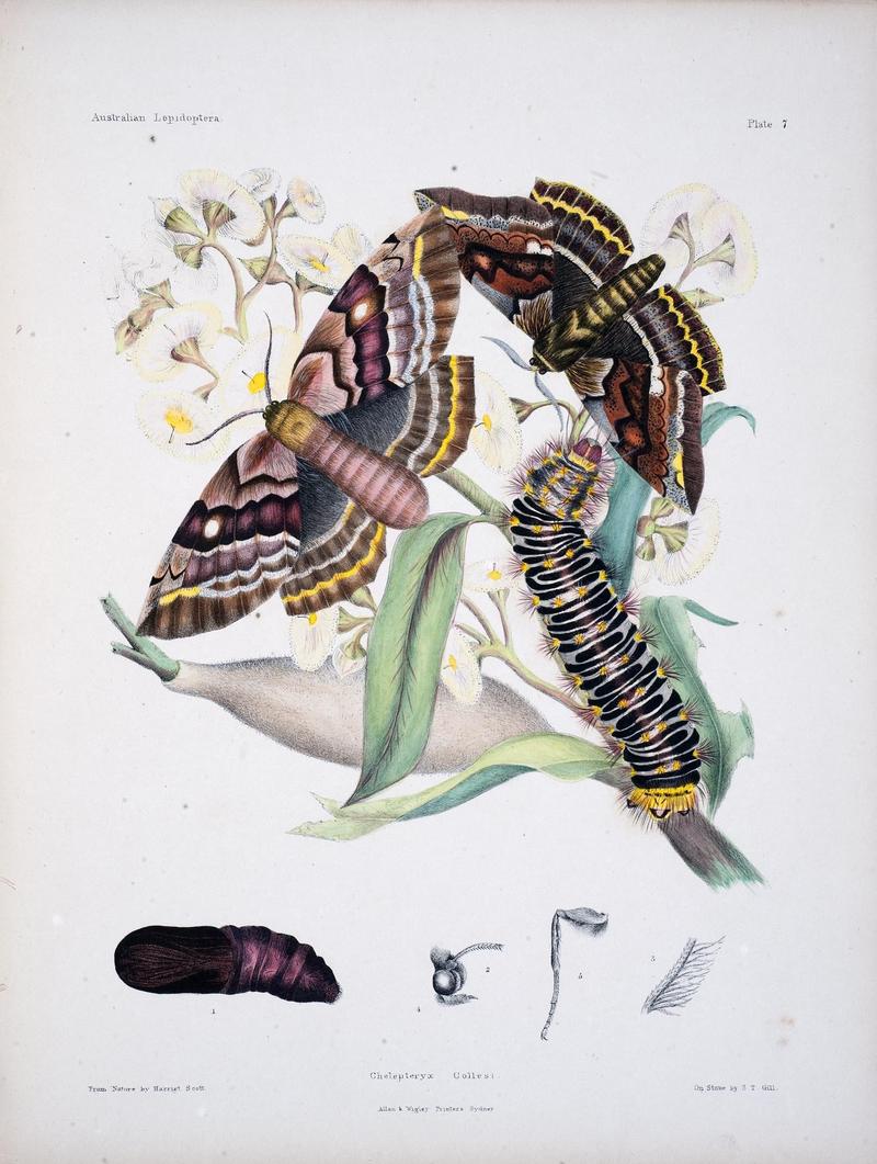 Australian lepidoptera and their transformations, drawn from the life (Pl. 7) (8509611765)