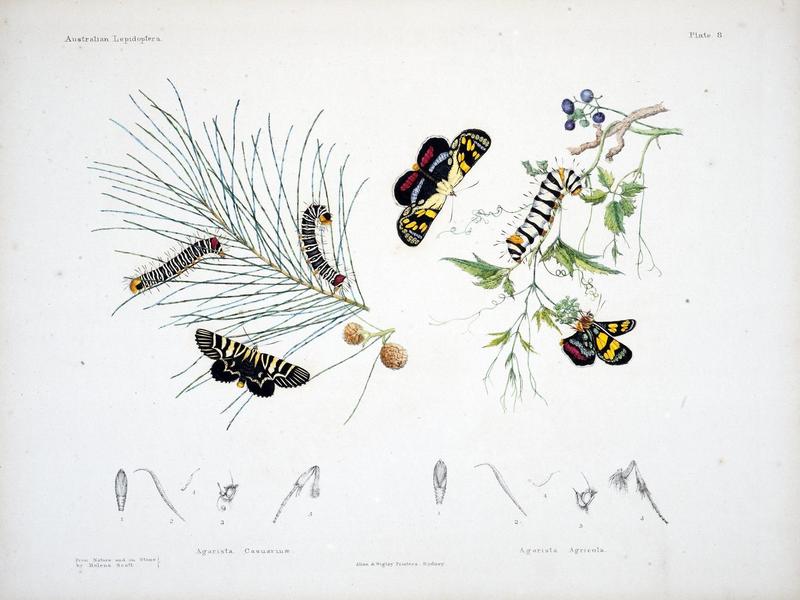Australian lepidoptera and their transformations, drawn from the life (Pl. 8) (8509612287)