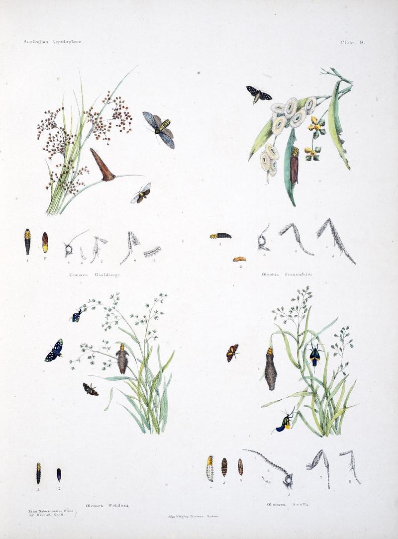 Australian lepidoptera and their transformations, drawn from the life (Pl. 9) (8509612685)