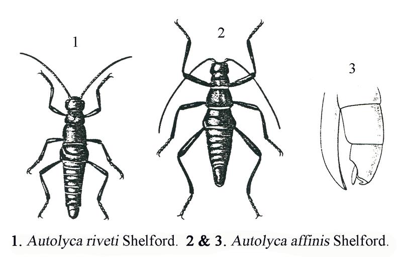 Autolyca riveti & affinis Shelford, 1913