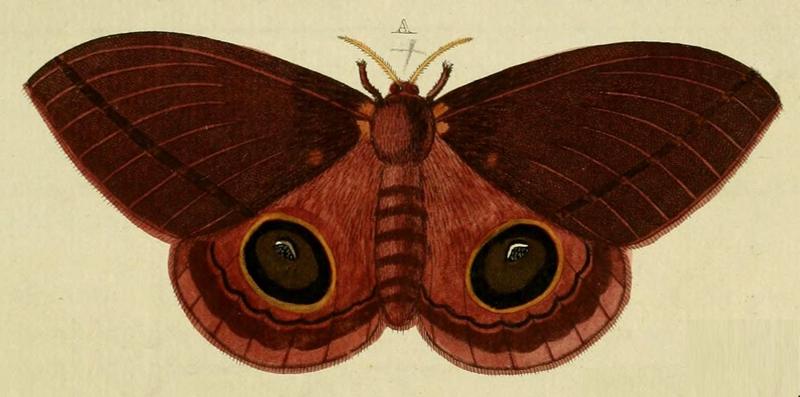 Automeris arminia (female) in CramerAndStoll-uitlandsche kapellen vol. 4- pl 356