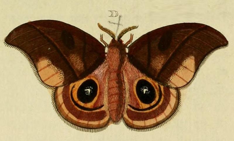 Automeris arminia (male) in CramerAndStoll-uitlandsche kapellen vol. 4- pl 356