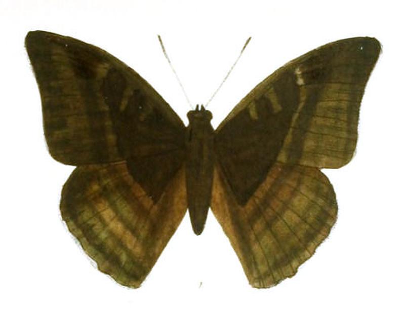 AuzakiaDanava249 1