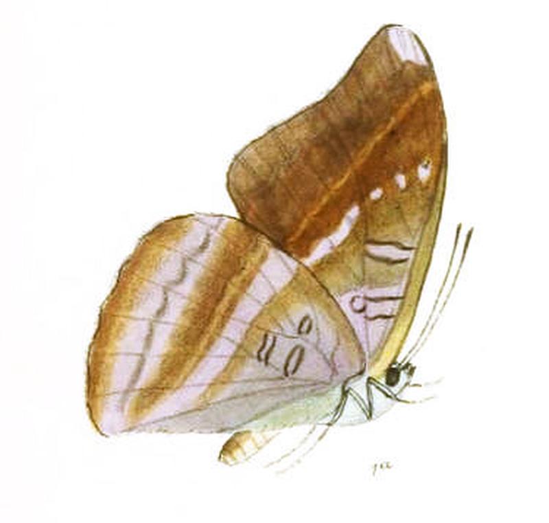 AuzakiaDanava249 1a