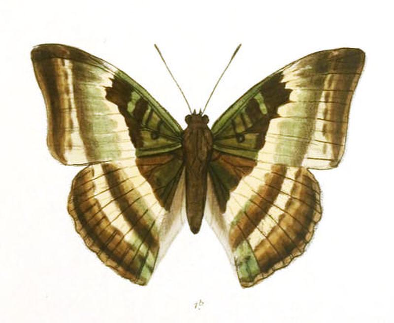 AuzakiaDanava249 1b