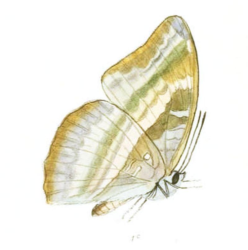 AuzakiaDanava249 1c