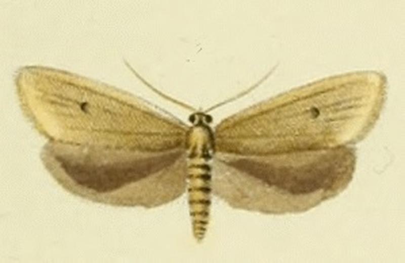 Avaria hyerana