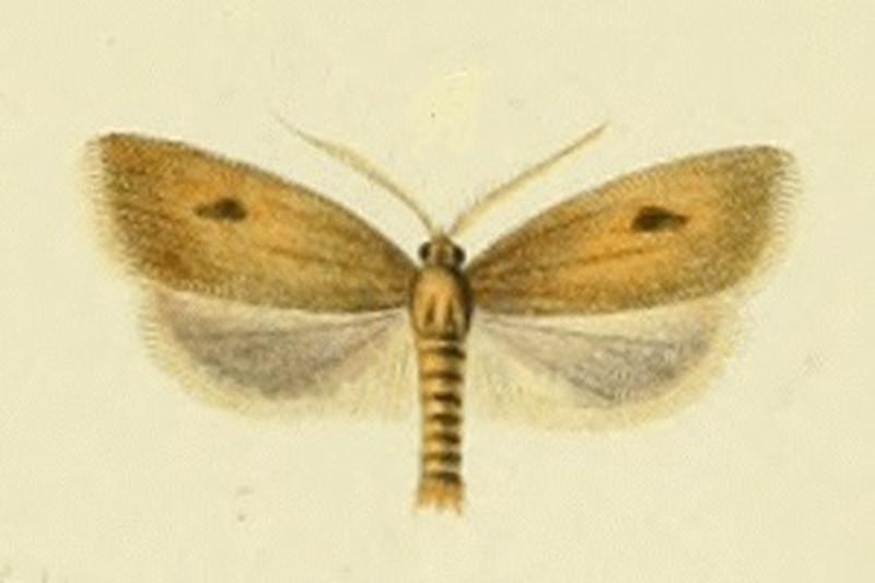 Avaria hyerana1