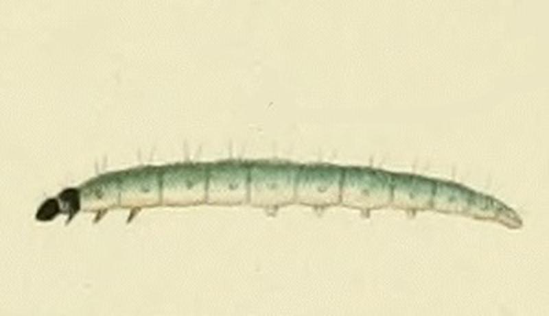 Avaria hyerana larva