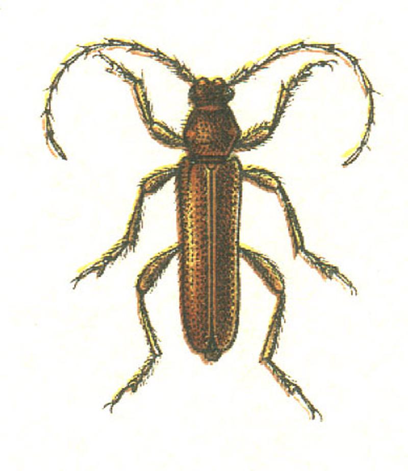 Axinopalpis gracilis
