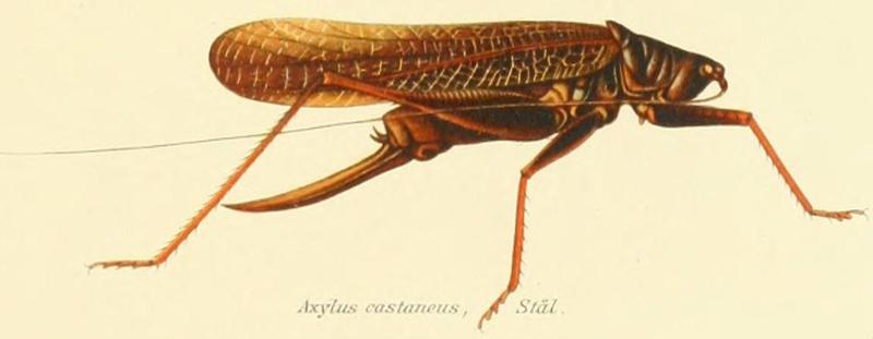Axylus castaneus Stål, 1877