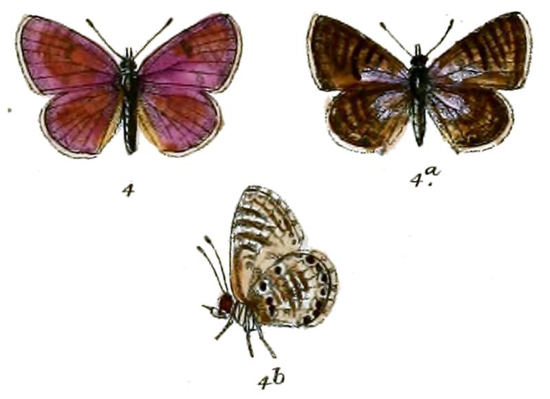 Azanus gamra