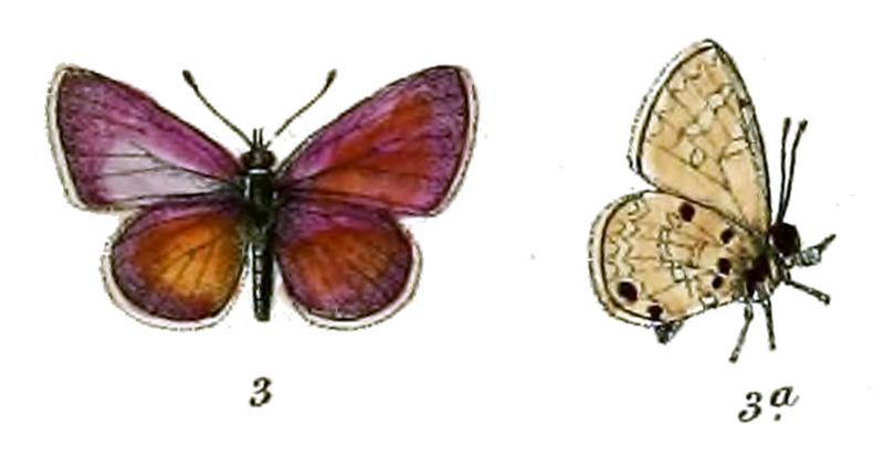 Azanus uranus