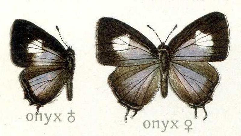 Horaga onyx Lycaenidae