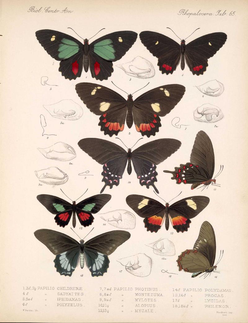 BCA – Lepidoptera-Rhopalocera Vol 3 Tab 65