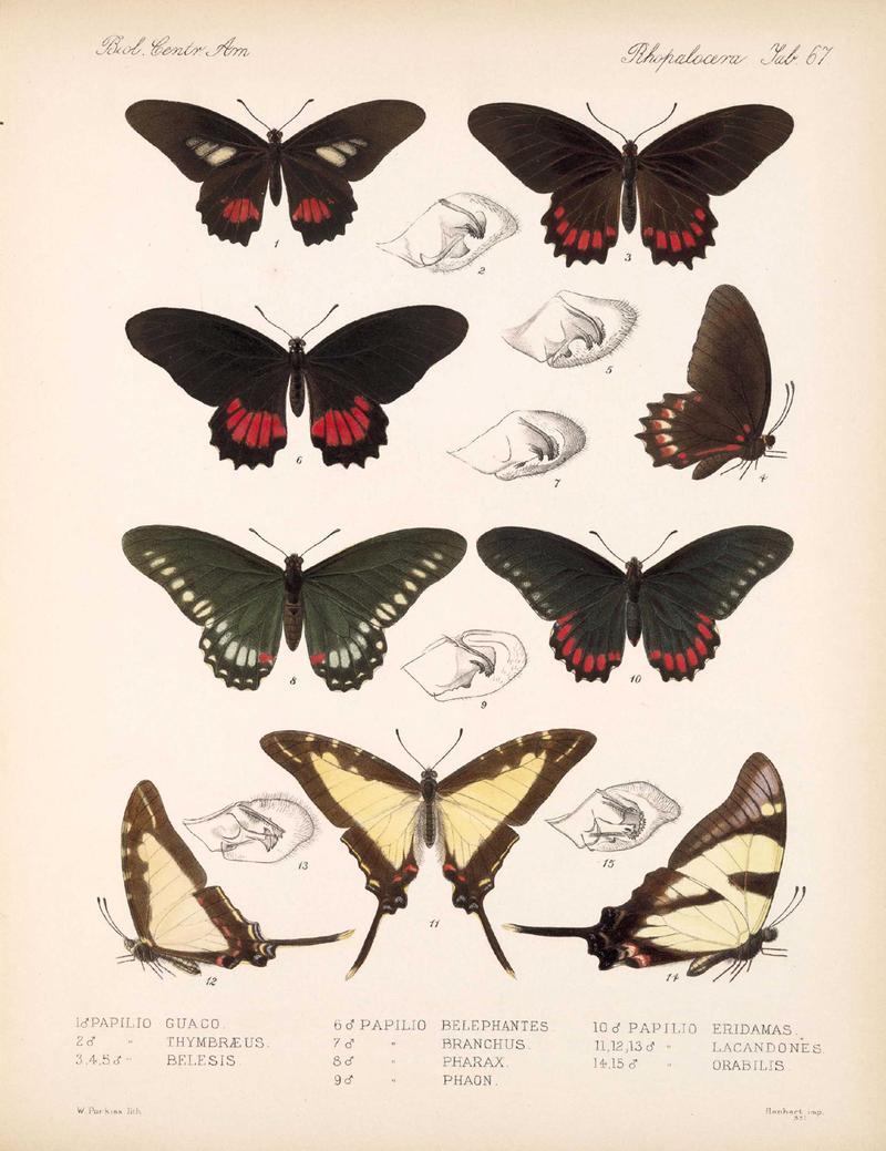 BCA – Lepidoptera-Rhopalocera Vol 3 Tab 67