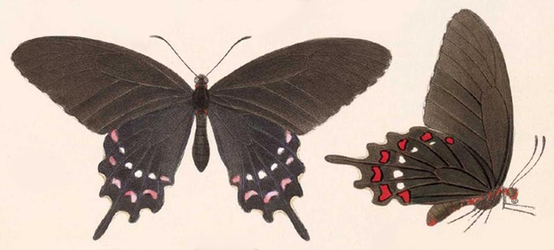 BCA – Parides alopius