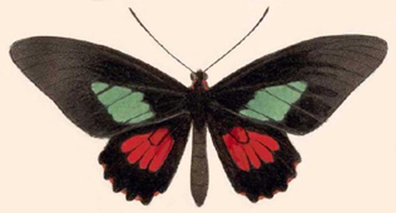 BCA – Parides eurimedes mycale