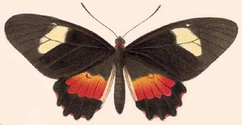 BCA – Parides eurimedes mycale2