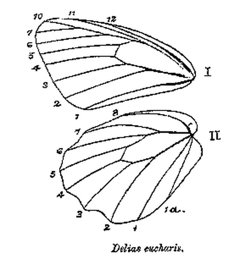 BH001 Delias eucharis venation