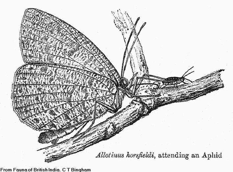 BH002 Allotinus horsfieldi