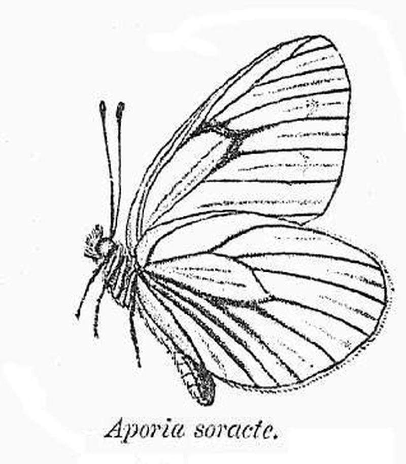 BH005 Aporia soracte