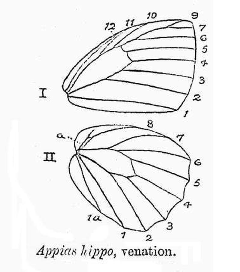 BH006 Appias hippo venation