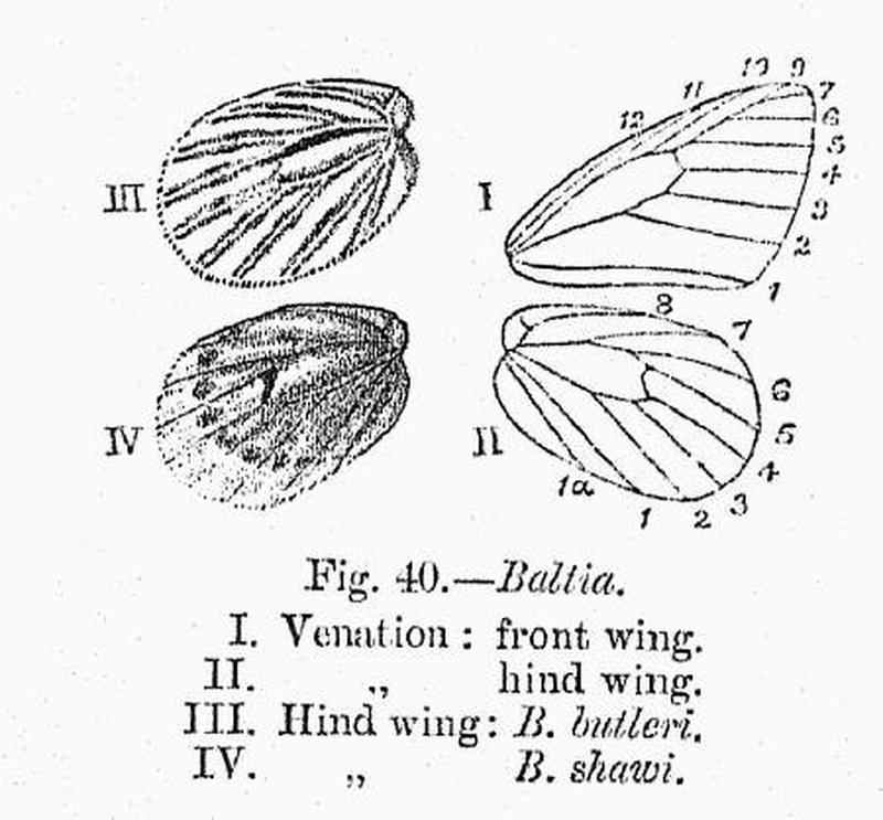 BH008 Baltia both spp venation