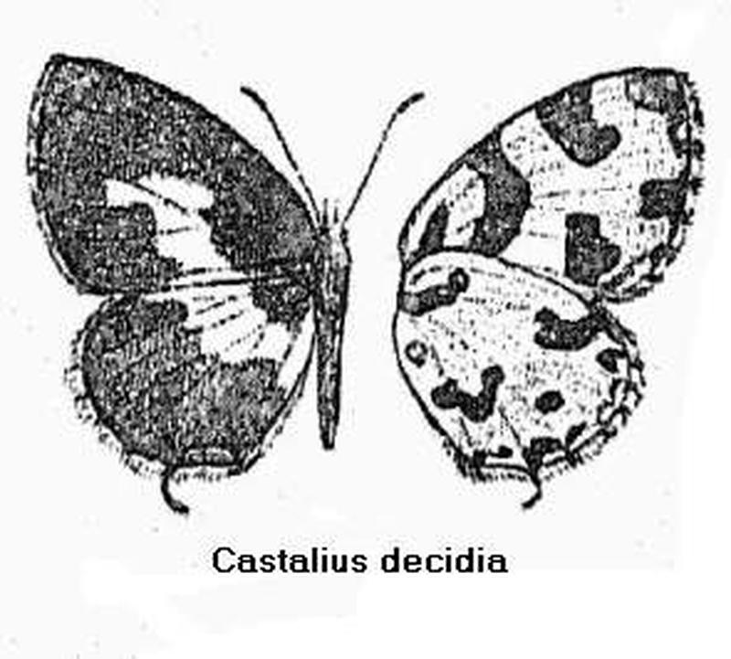 BH009 Castalius decidia