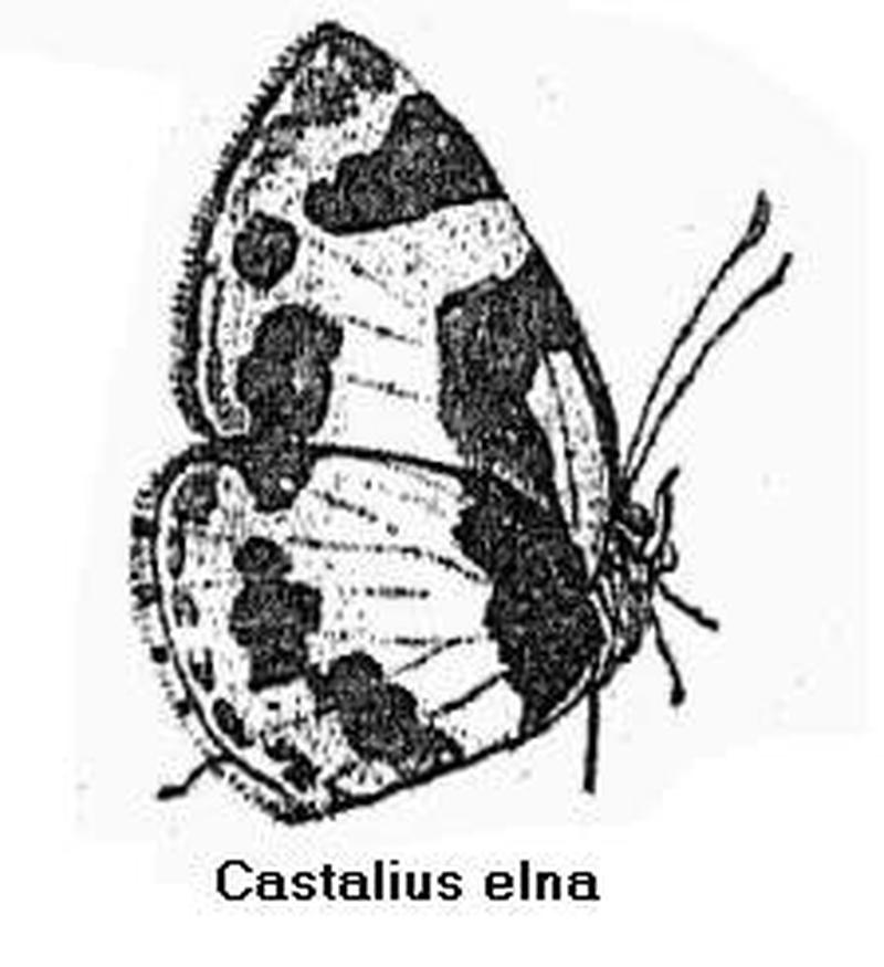 BH010 Castalius elna