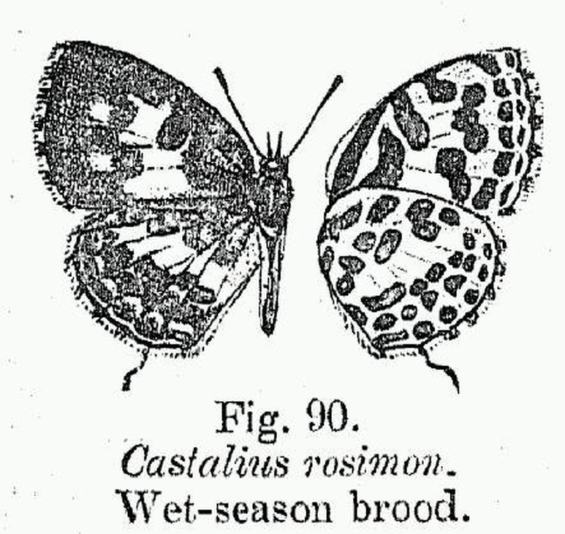 BH012 Castalius rosimon WSF