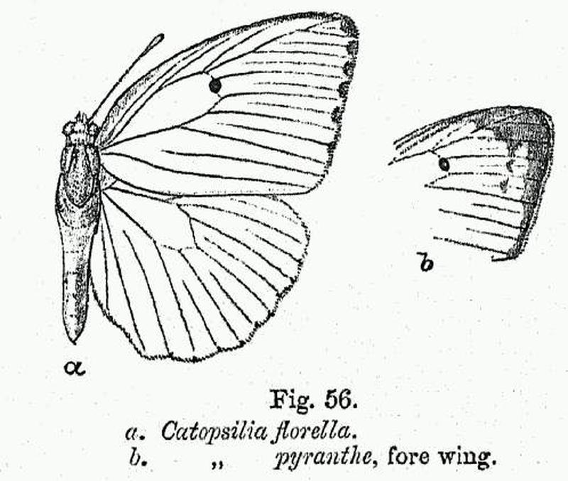 BH013 Catopsilia florella & pyranthe FW