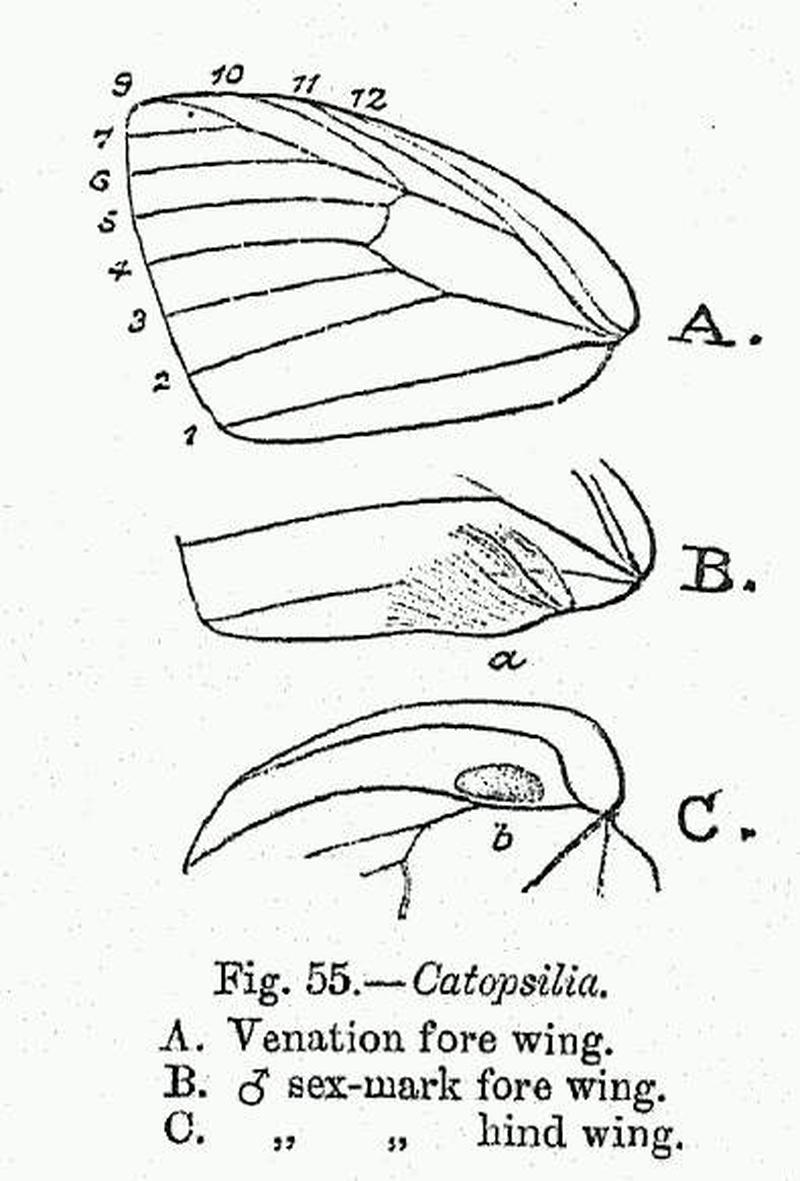 BH014 Catopsilia venation