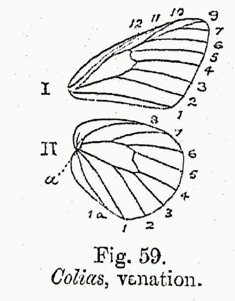 BH015 Colias