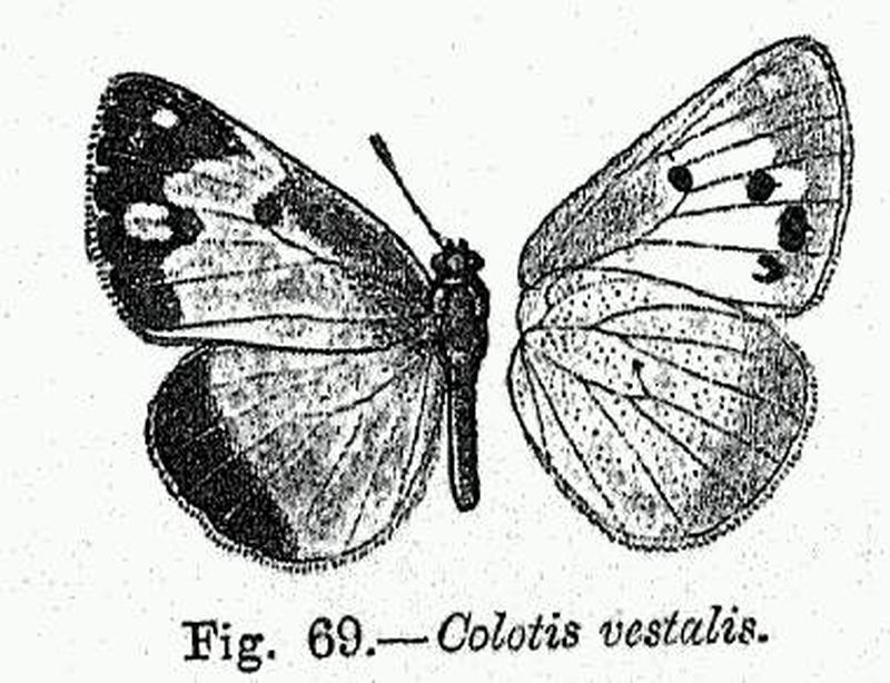 BH016 Colotis valatis