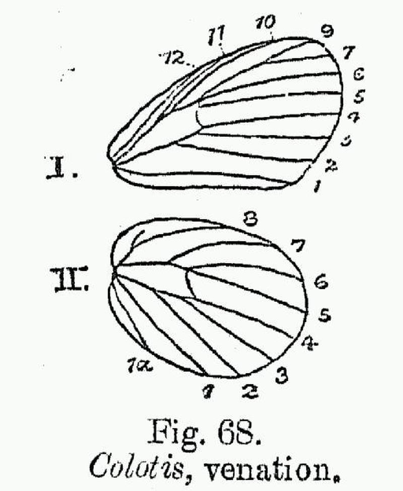 BH017 Colotis venation