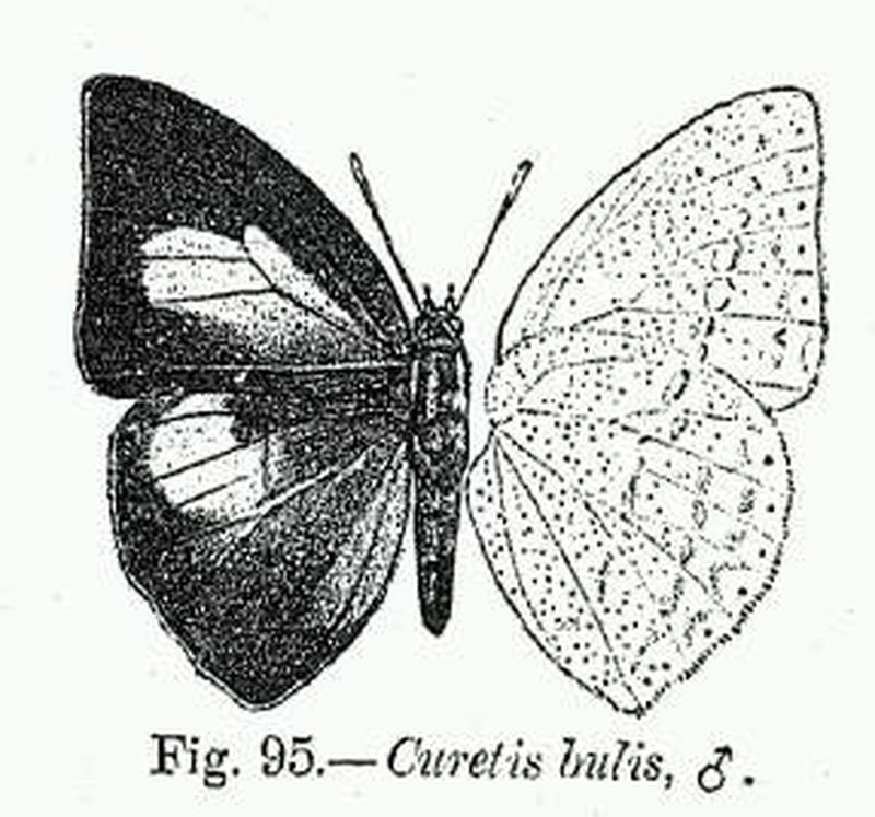 BH018 Curetis bulis