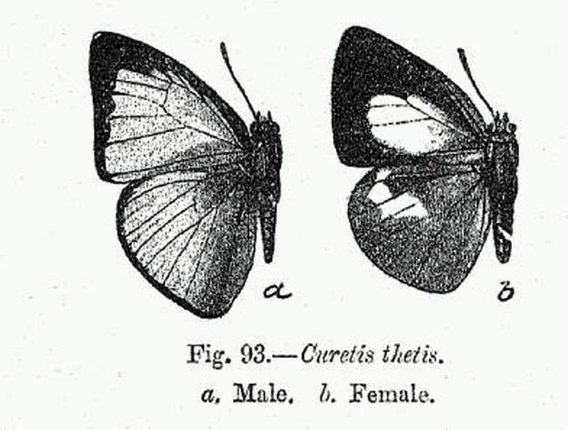 BH019 Curetis thetis male & female