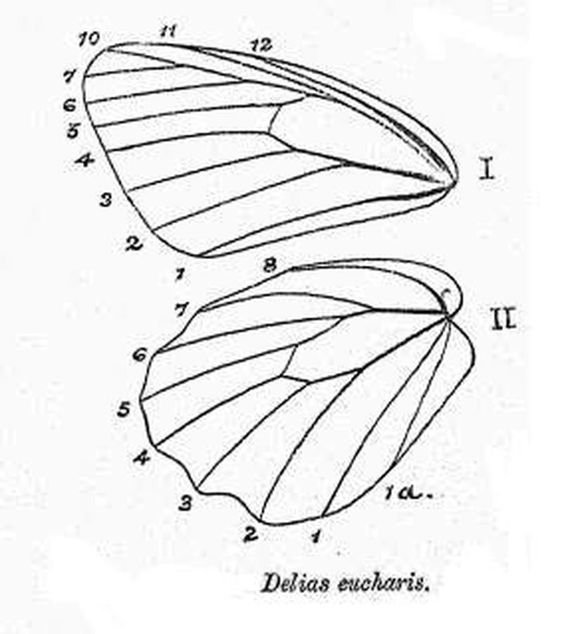 BH020 Delias eucharis venation