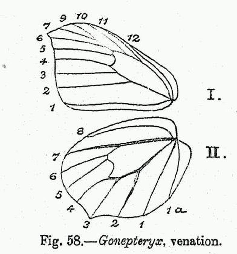 BH022 Gonepteryx venation