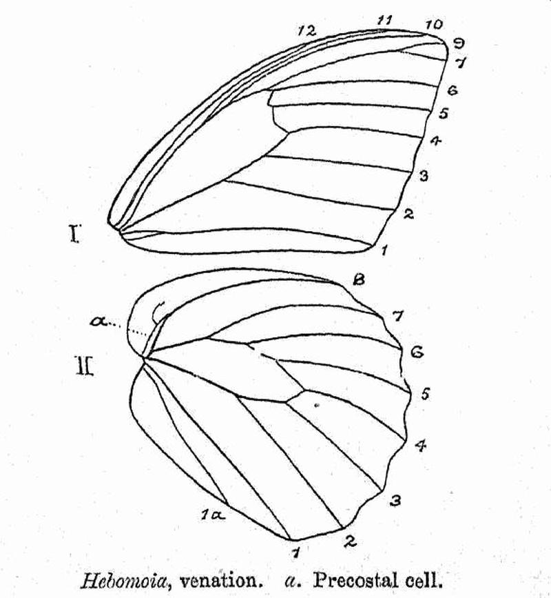 BH023 Hebomoia venation