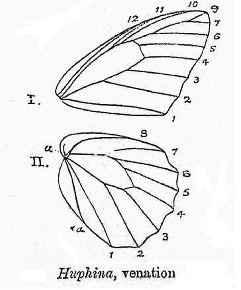 BH024 Huphina venation