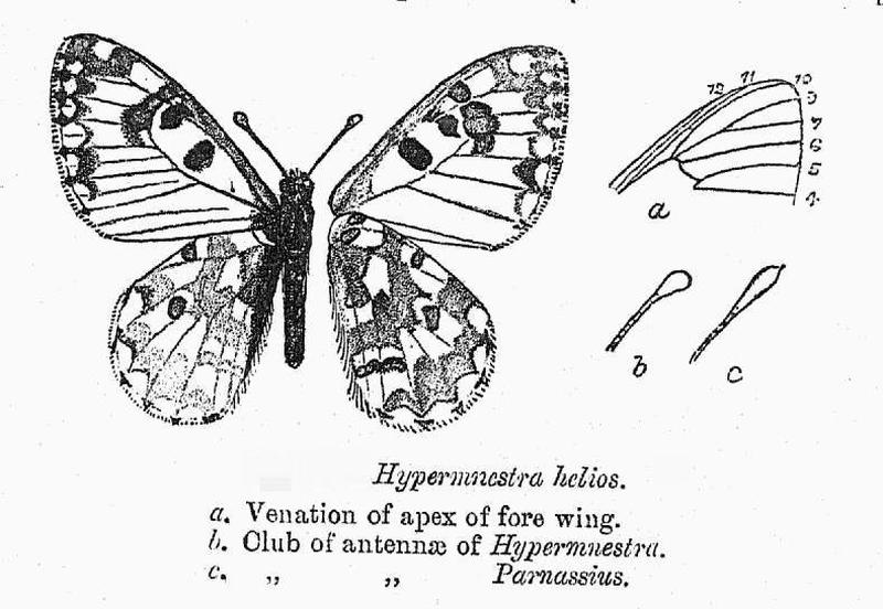 BH025 Hypermnestra helios