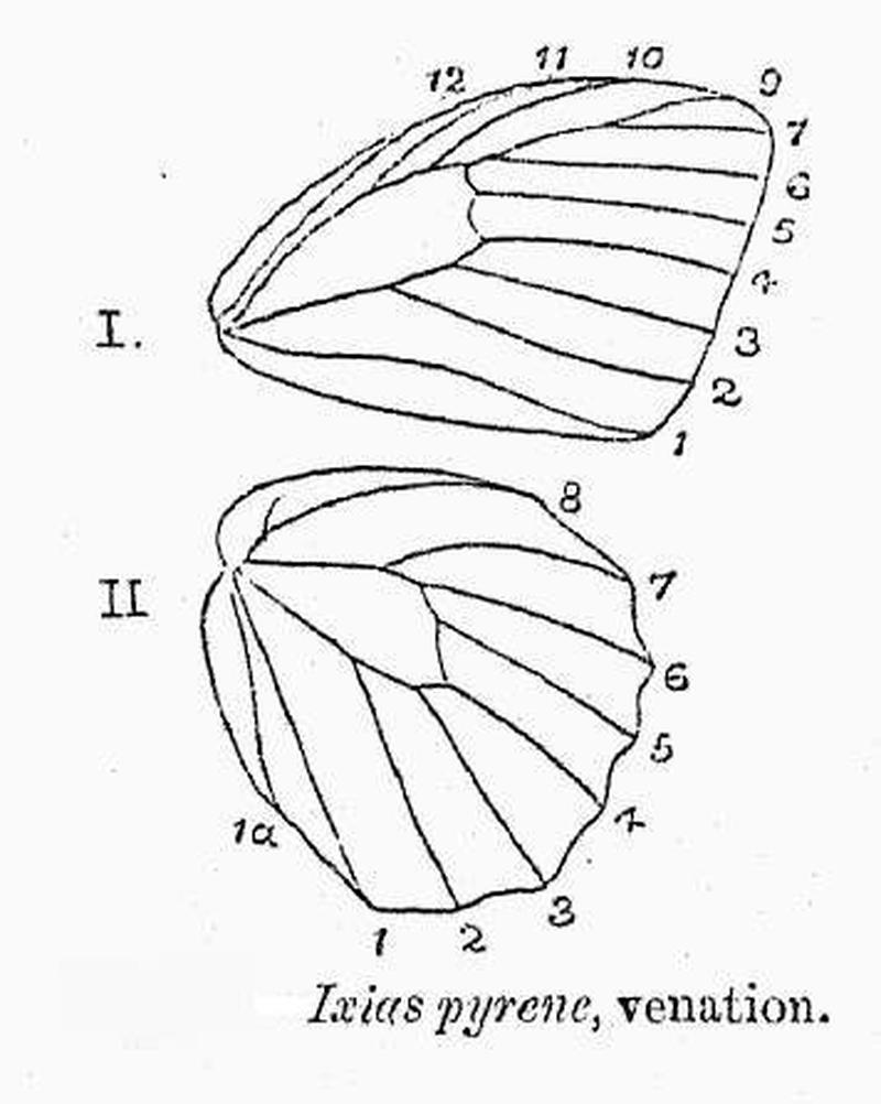 BH026 Ixias pyrene venation