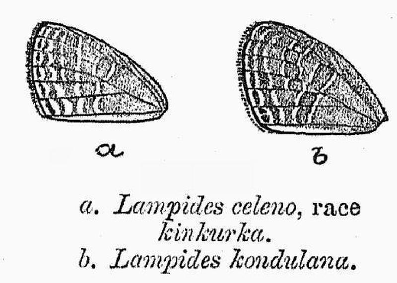 BH029 Lampides celeno & kondulana UPF