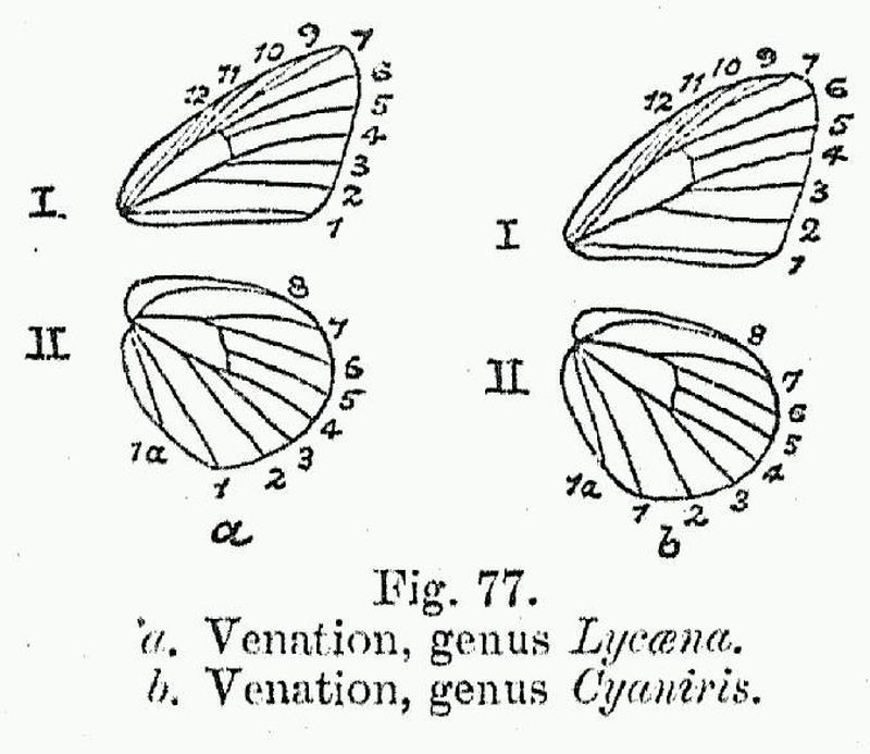 BH032 Lycaena vs Cyaniris venation